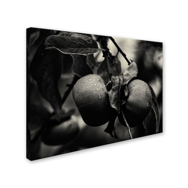 Geoffrey Ansel Agrons 'Three Persimmons In The Rain' Canvas,14x19